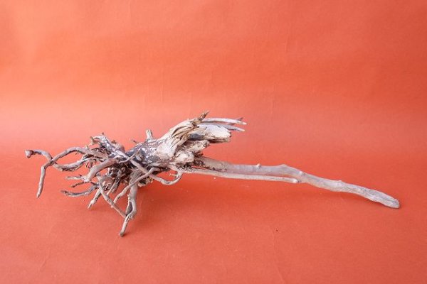 画像3: 流木根 (3)