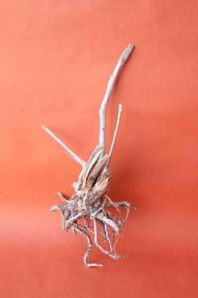 画像2: 流木根 (2)