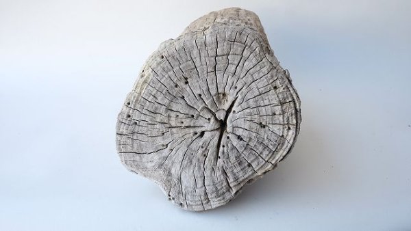 画像9: その他の流木・切り株 (9)