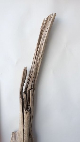 画像13: 変形流木・中型 (13)