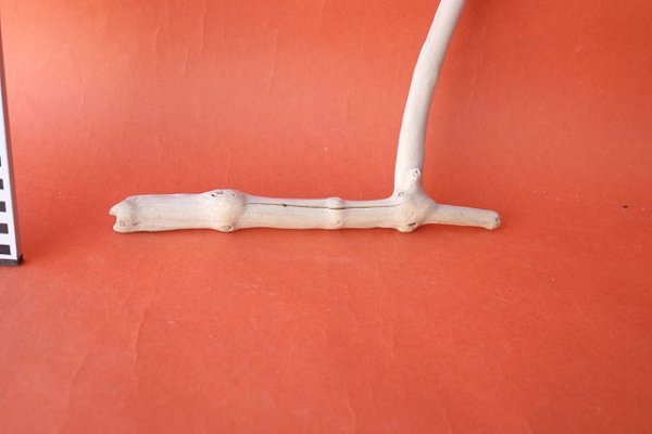 画像5: 小枝流木 (5)