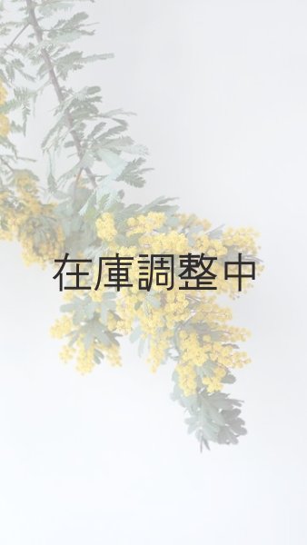画像5: Dry plants for decor ミモザ生切り枝(アカシア)タイプ700〜1000mm (5)