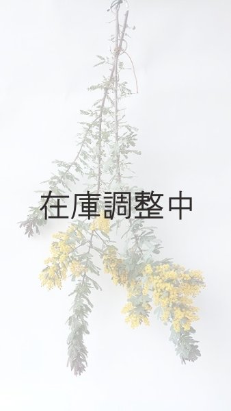 画像3: Dry plants for decor ミモザ生切り枝(アカシア)タイプ700〜1000mm (3)