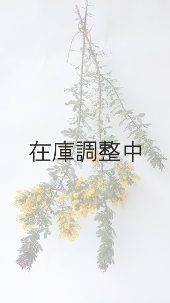 画像1: Dry plants for decor ミモザ生切り枝（アカシア）タイプ700〜1000mm (1)