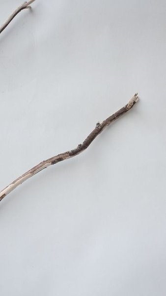 画像4: 枝流木セット (4)