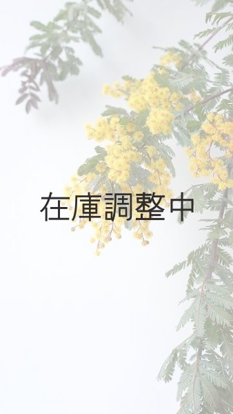 画像9: Dry plants for decor ミモザ生切り枝(アカシア)タイプ700〜1000mm (9)