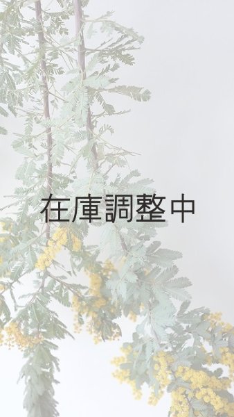 画像8: Dry plants for decor ミモザ生切り枝(アカシア)タイプ700〜1000mm (8)