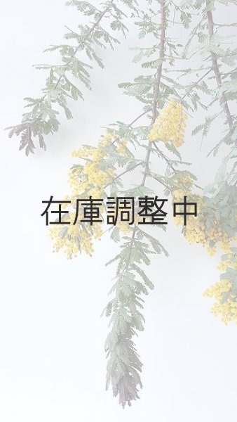 画像4: Dry plants for decor ミモザ生切り枝(アカシア)タイプ700〜1000mm (4)