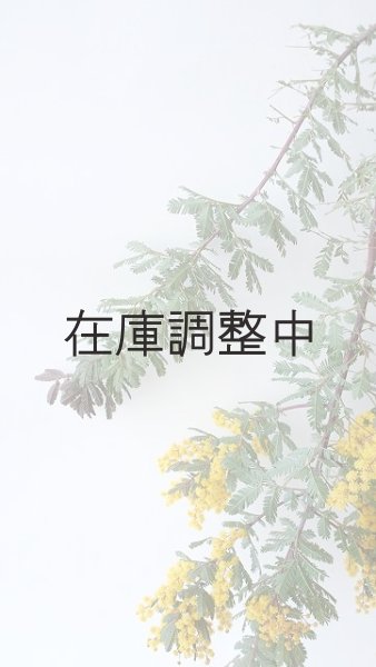 画像7: Dry plants for decor ミモザ生切り枝(アカシア)タイプ700〜1000mm (7)