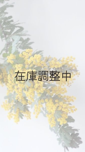 画像10: Dry plants for decor ミモザ生切り枝(アカシア)タイプ700〜1000mm (10)