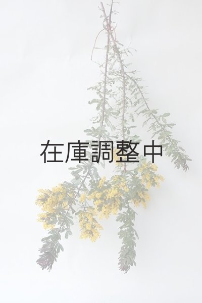 画像2: Dry plants for decor ミモザ生切り枝(アカシア)タイプ700〜1000mm (2)
