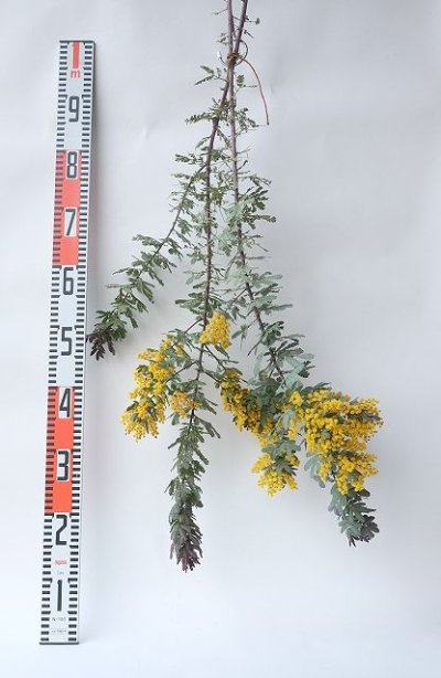 画像3: Dry plants for decor ミモザ生切り枝（アカシア）タイプ700〜1000mm