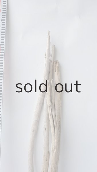 画像7: 棒流木セット (7)