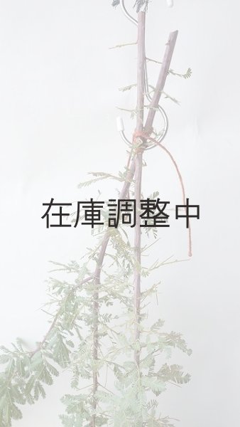 画像6: Dry plants for decor ミモザ生切り枝(アカシア)タイプ700〜1000mm (6)