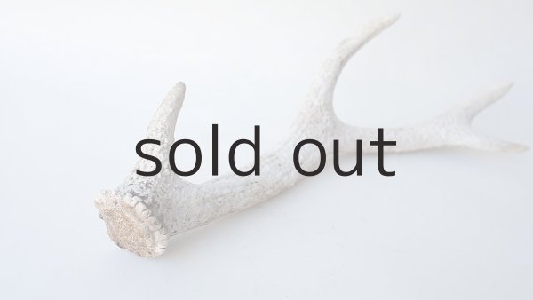 画像6: デコール用二ホンジカの角＊outlet＊ (6)