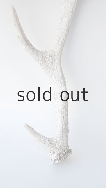 画像2: デコール用二ホンジカの角＊outlet＊ (2)