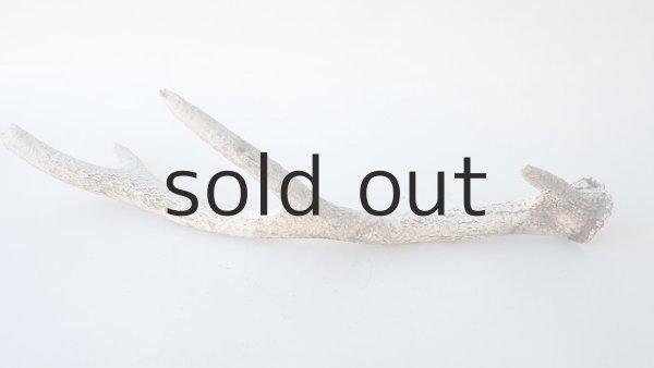 画像4: デコール用二ホンジカの角＊outlet＊ (4)