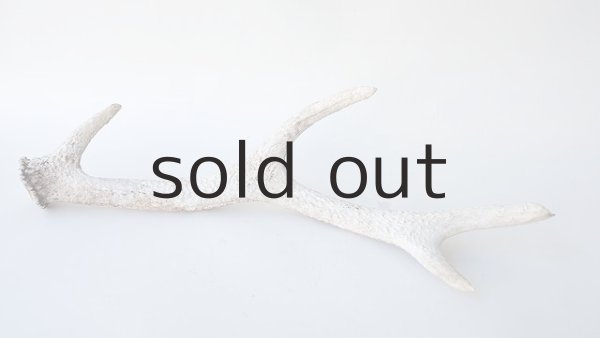 画像5: デコール用二ホンジカの角＊outlet＊ (5)