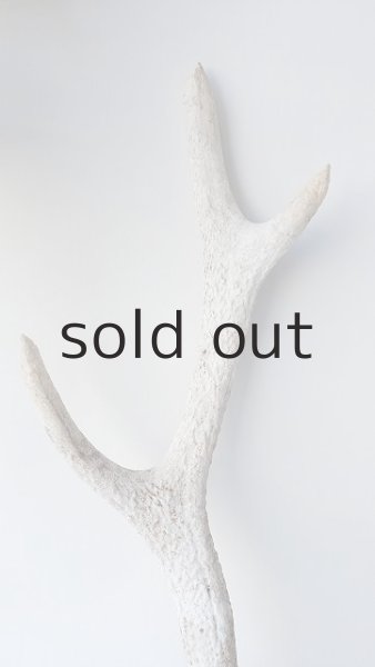 画像3: デコール用二ホンジカの角＊outlet＊ (3)