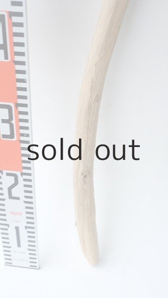 画像4: 棒流木 (4)