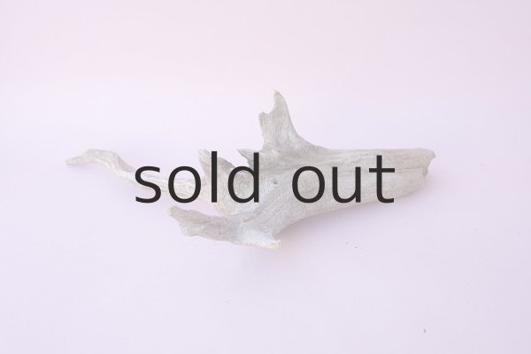 画像5: 流木根 (5)