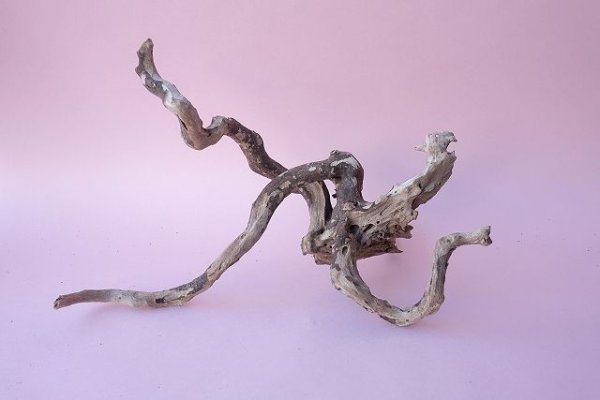 画像9: 流木根 (9)