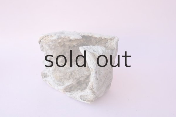 画像6: 変形流木 (6)