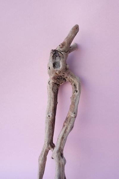 画像3: 流木根 (3)