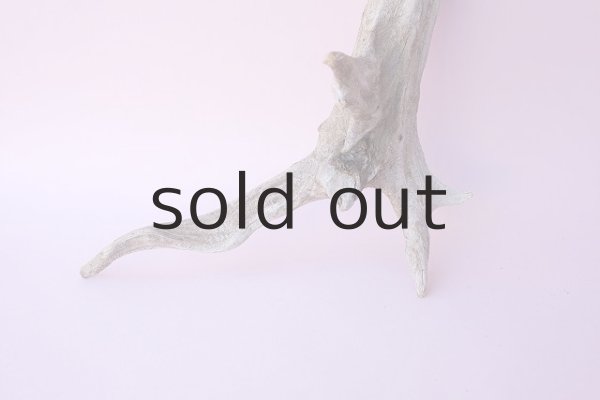 画像2: 流木根 (2)