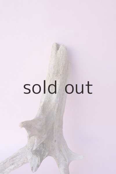 画像3: 流木根 (3)