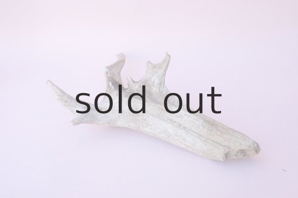 画像6: 流木根 (6)