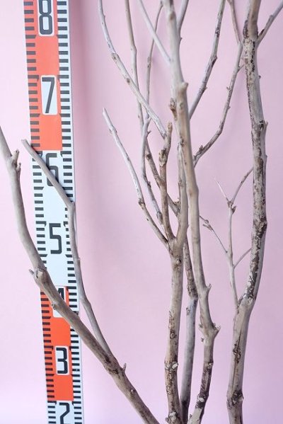 画像2: 枝流木・大型
