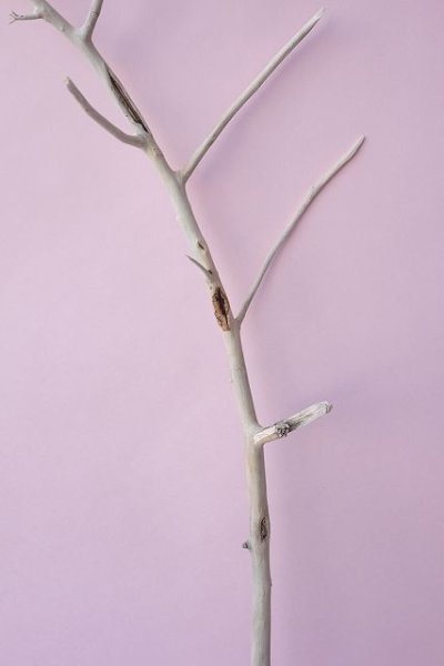 画像3: 枝流木 (3)