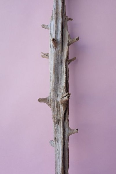 画像3: 枝流木 (3)