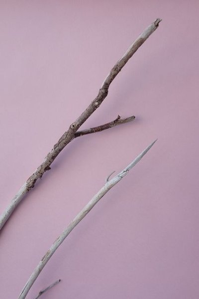 画像4: 枝流木 (4)