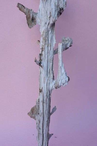 画像3: 枝流木 (3)