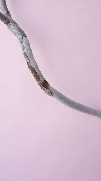 画像4: 枝流木 (4)