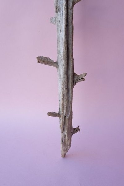 画像2: 枝流木 (2)