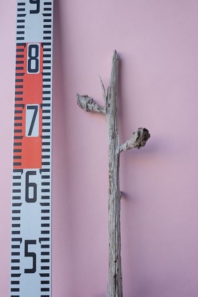 画像6: 枝流木 (6)