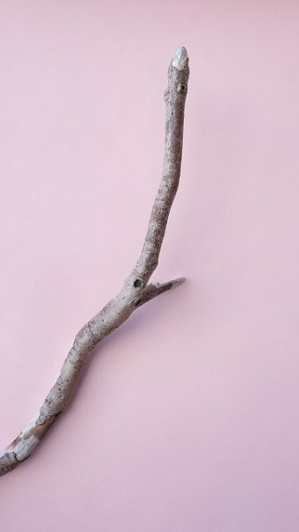 画像7: 枝流木 (7)