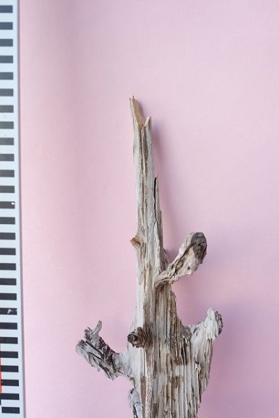 画像2: 小枝流木