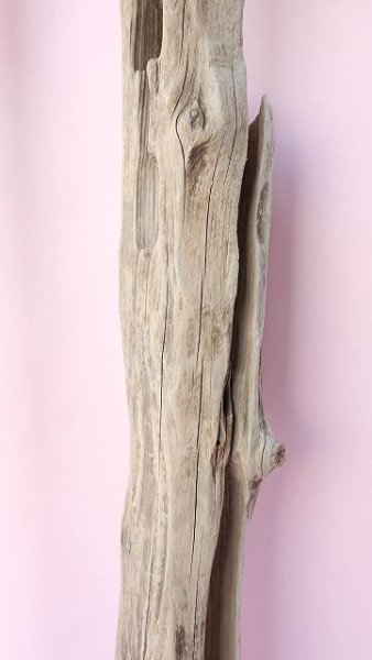 画像7: 変形流木 (7)