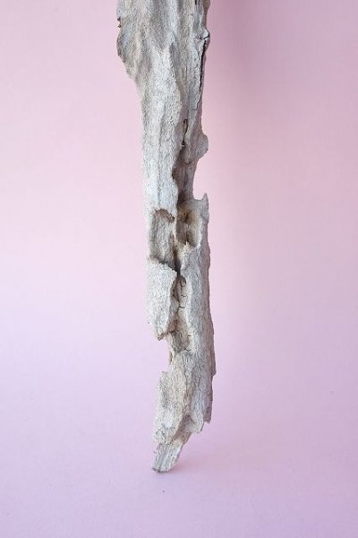 画像2: 変形流木 (2)