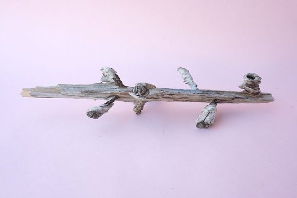 画像4: 小枝流木 (4)