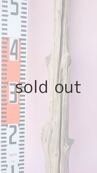 画像7: 枝流木 (7)