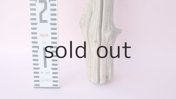 画像6: 枝流木 (6)