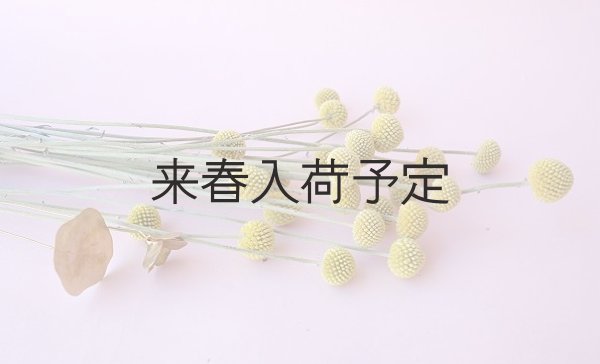 画像2: Dry plants for decor クラスペディア ・グラウカ種 (2)