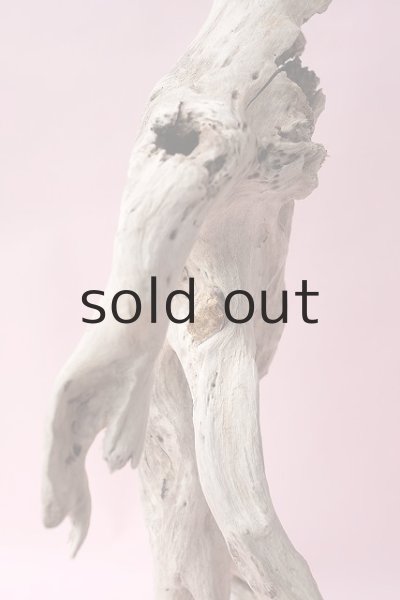 画像7: 流木根・中型 (7)