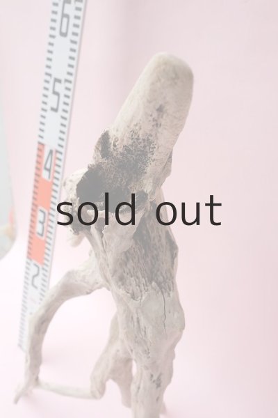 画像14: 流木根・中型 (14)