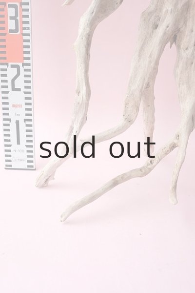 画像16: 流木根・中型 (16)